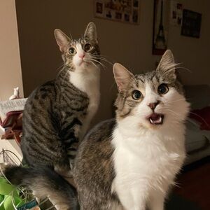 Meet your Posher, Nicolle